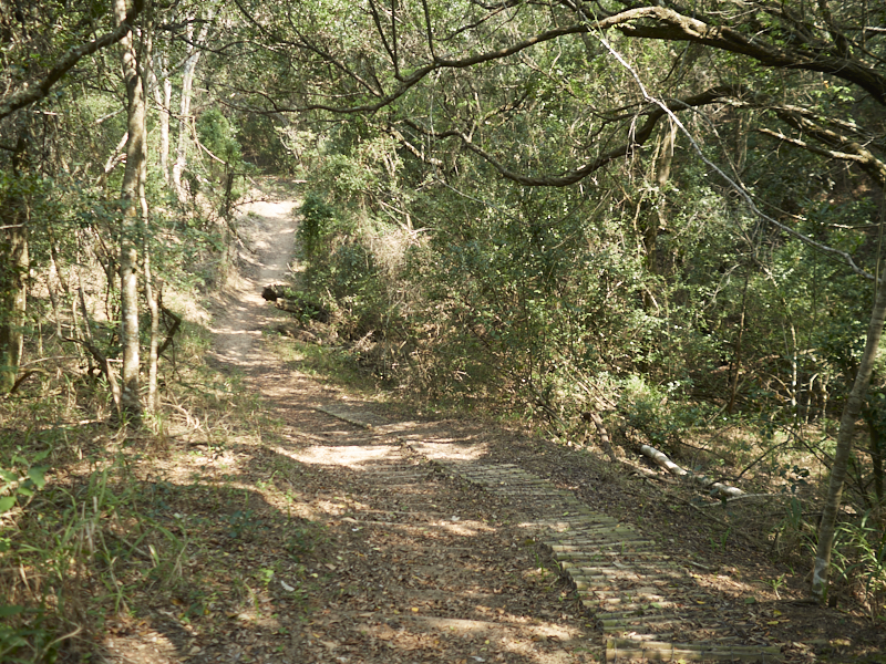 Coastal forest at Umlalazi Nature Reserve (KwaZulu-Natal, South Africa).